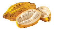 Criollo cocoa bean