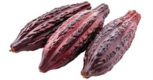 FORASTERO cocoa bean