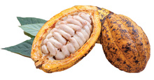 TRINITARIO cocoa bean